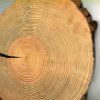 Coupe d'un tronc d'arbre montrant les cernes de croissance