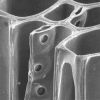 Microscope view of element