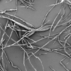 Microscope view of tree fibers